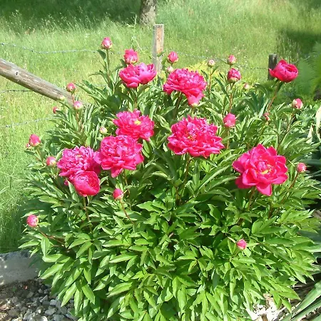 Woid Mandl Apartament